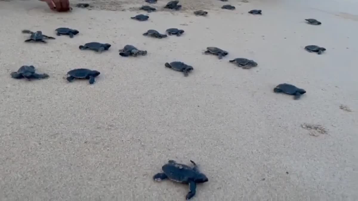 New born Olive Ridley turtles on their way to sea