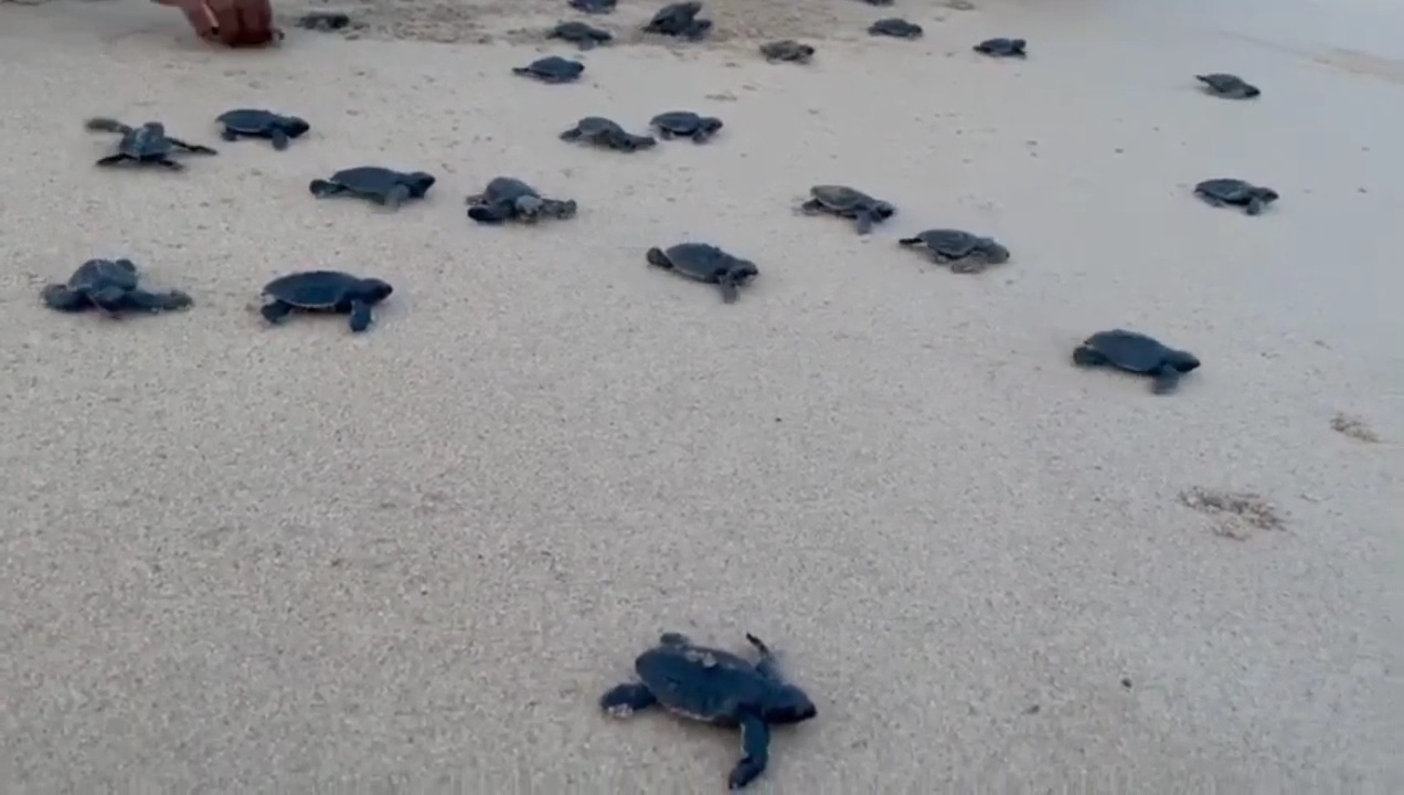New born Olive Ridley turtles on their way to sea