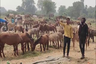 CHITRAKOOT DONKEY FAIR