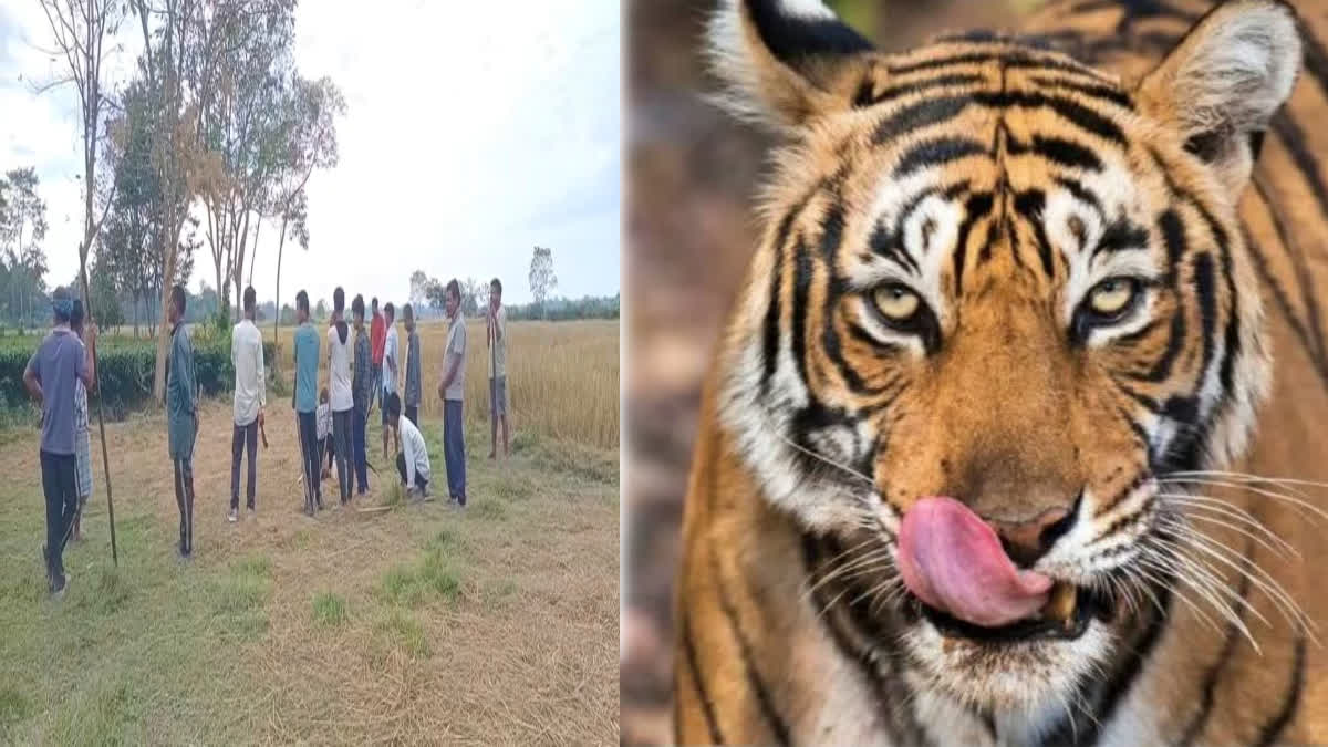 leopard scare in Khowang Dibrugarh