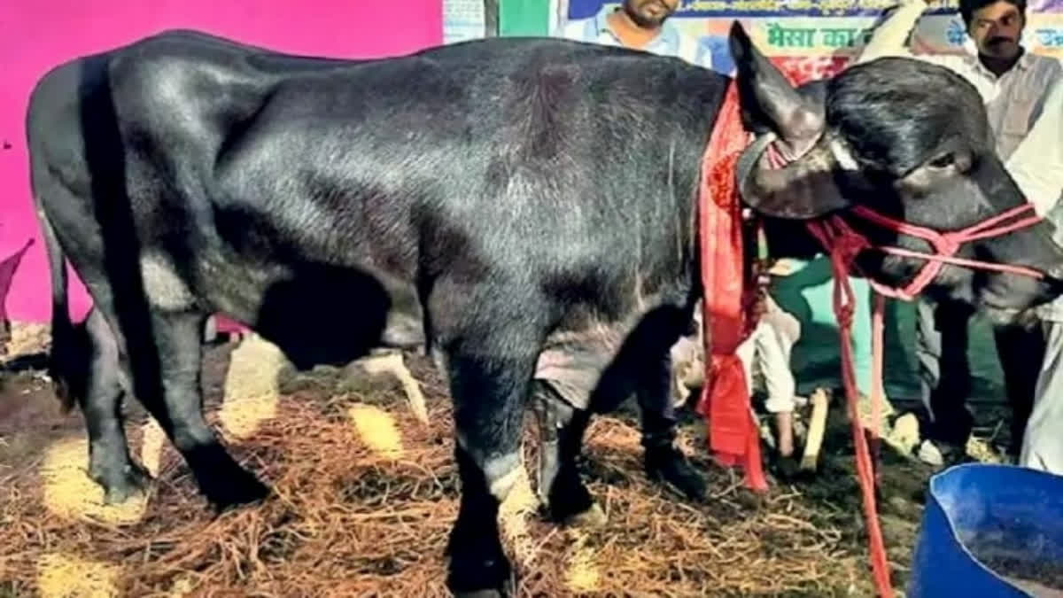 Buffalo ‘Pradhan Ji’ Becomes Star Attraction At Sonepur Fair, Valued At Rs 1 Crore