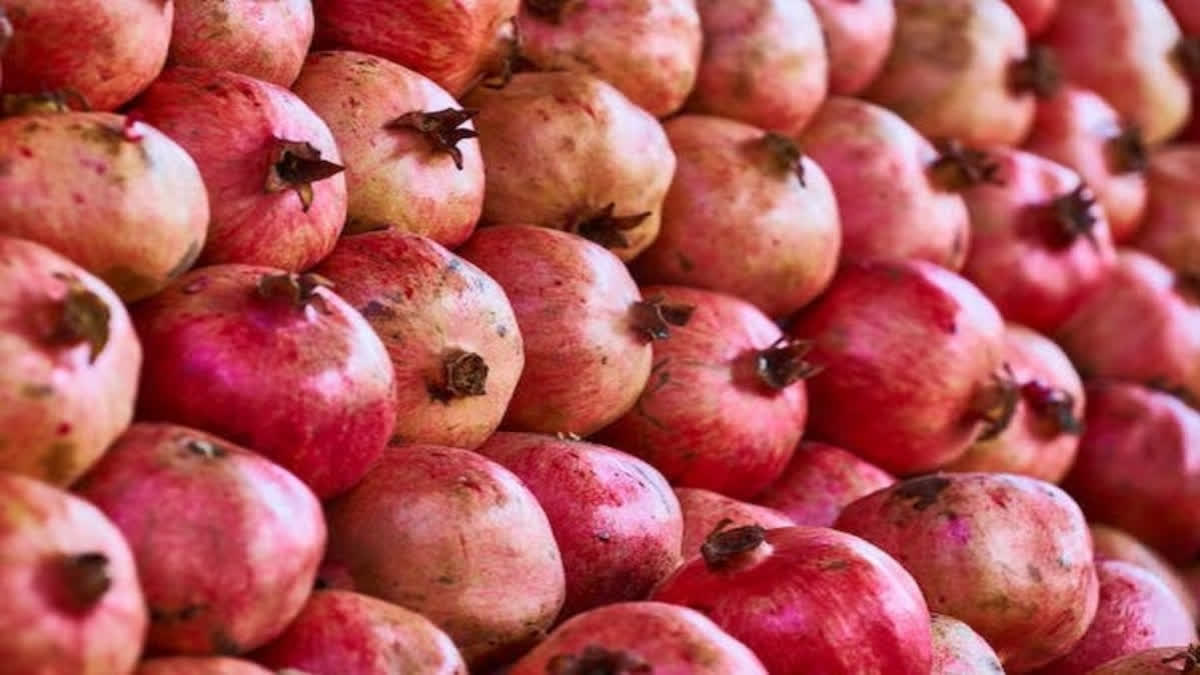 Farmers See Red As Pomegranate Thieves Plunder Orchards In Maharashtra