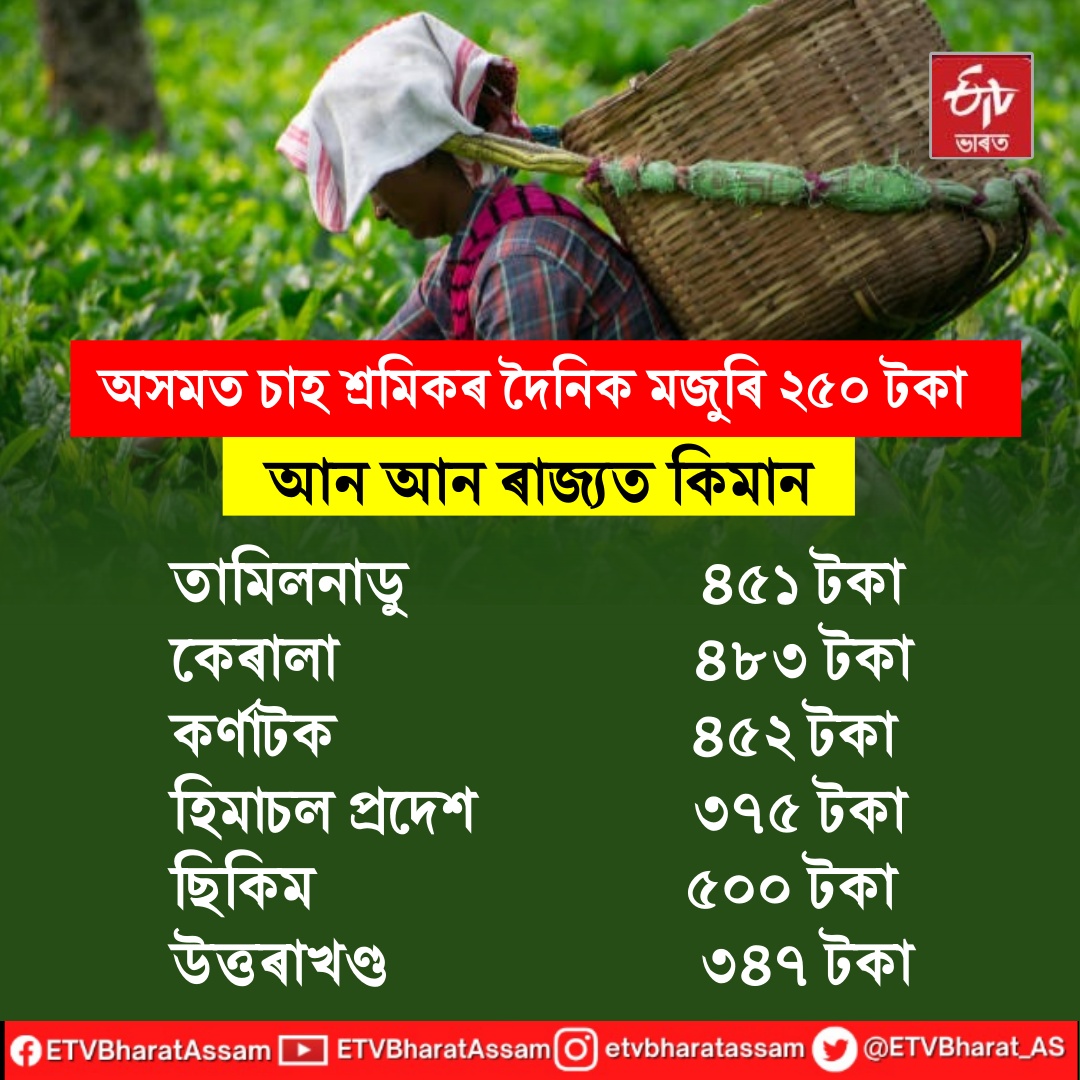 daily wages of tea workers