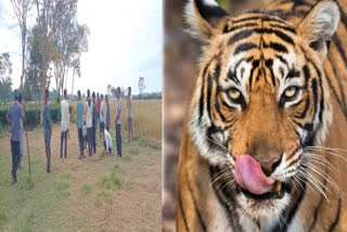leopard scare in Khowang Dibrugarh