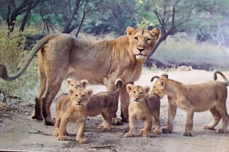Gujarat: Centre approves Asiatic Lion Safari Park in Rajkot Gujarat: Centre approves Asiatic Lion Safari Park in Rajkot