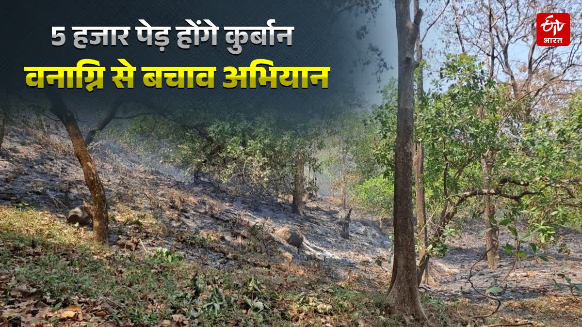 KEDARNATH WILDLIFE FIRE LINES