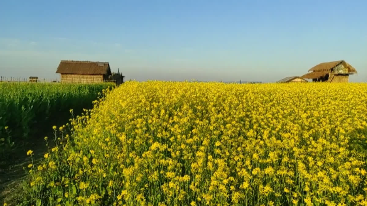 Agriculture in the Brahmaputra chapari