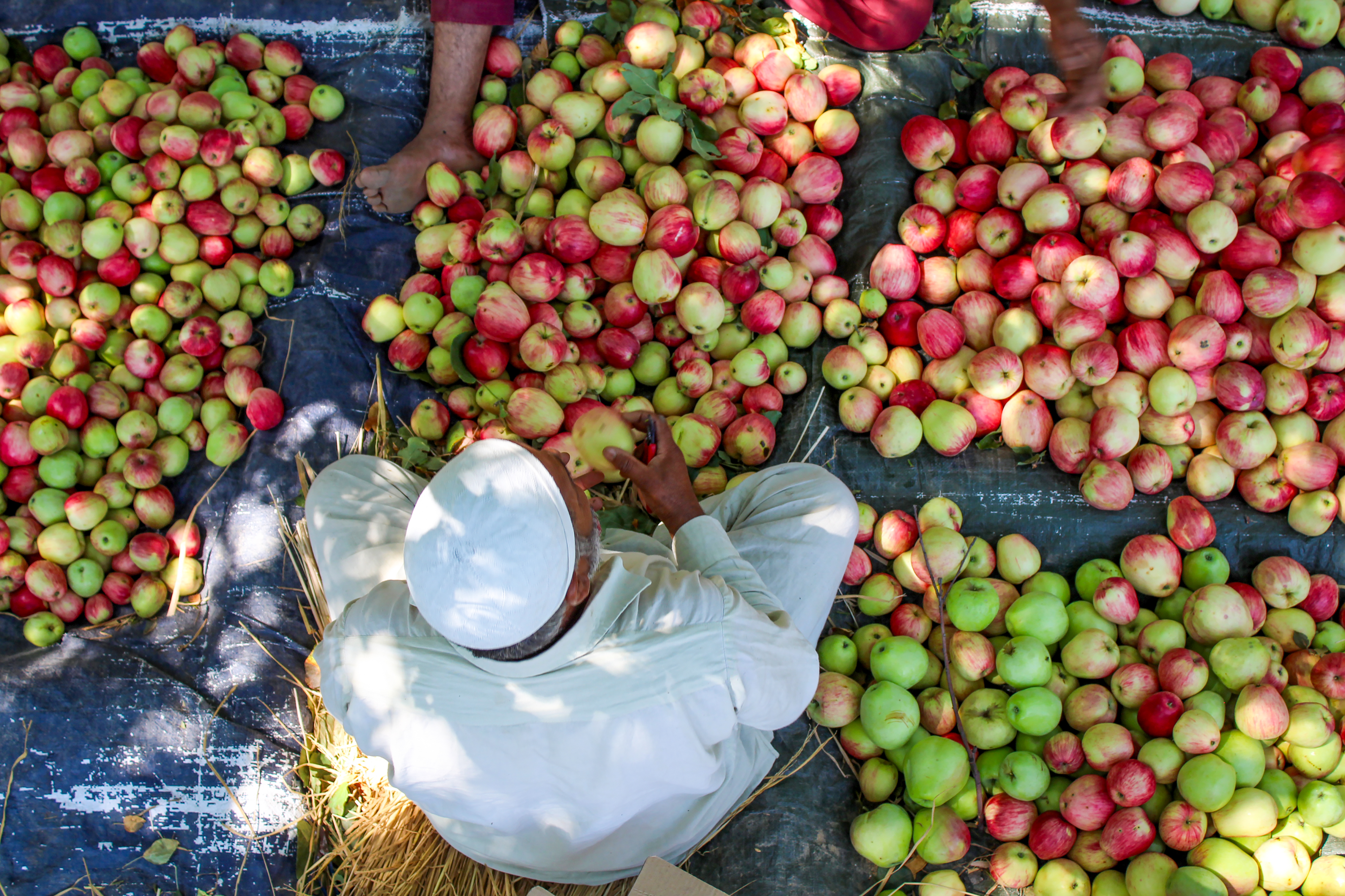 A Kashmiri fruit grower sits beside freshly harvested apples laid out in an orchard before sorting and packing them for supply in Srinagar