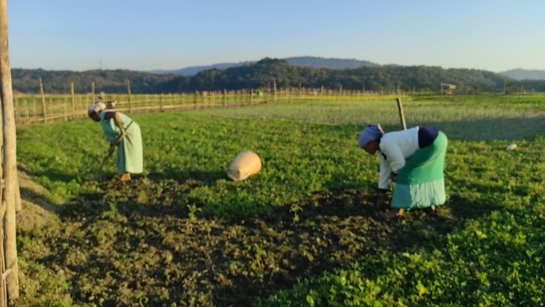 Agriculture in the Brahmaputra chapari