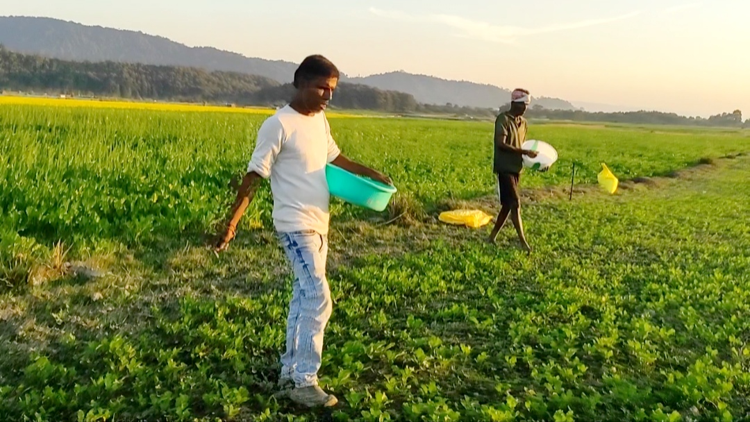 Agriculture in the Brahmaputra chapari