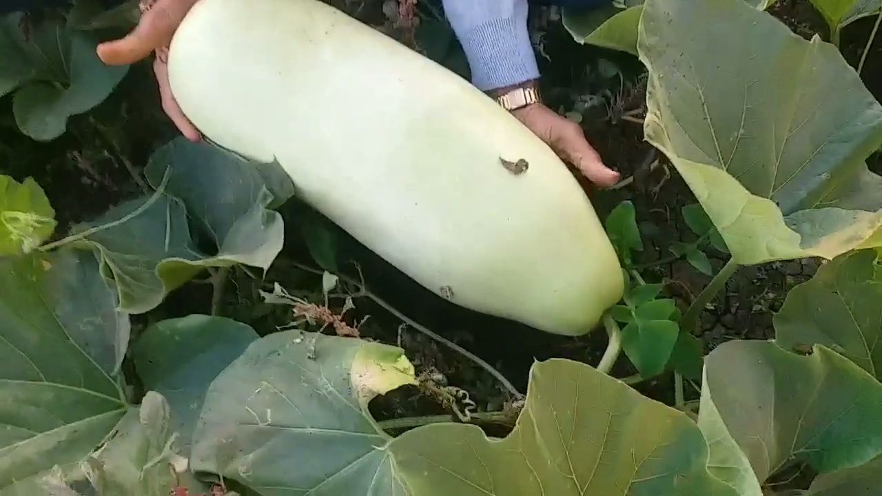 વિવિધ જાતની દૂધીનું વાવેતર