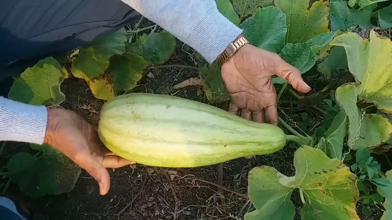 વિવિધ જાતની દૂધીનું વાવેતર