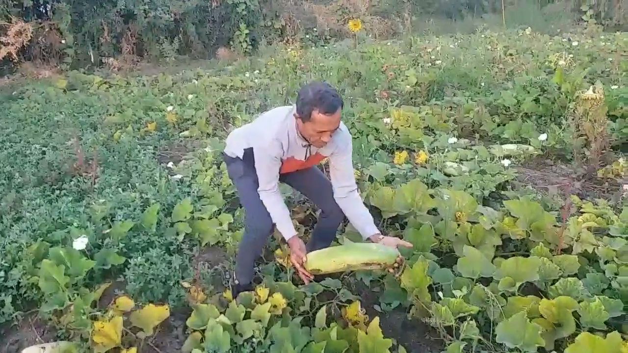 વિવિધ જાતની દૂધીનું વાવેતર