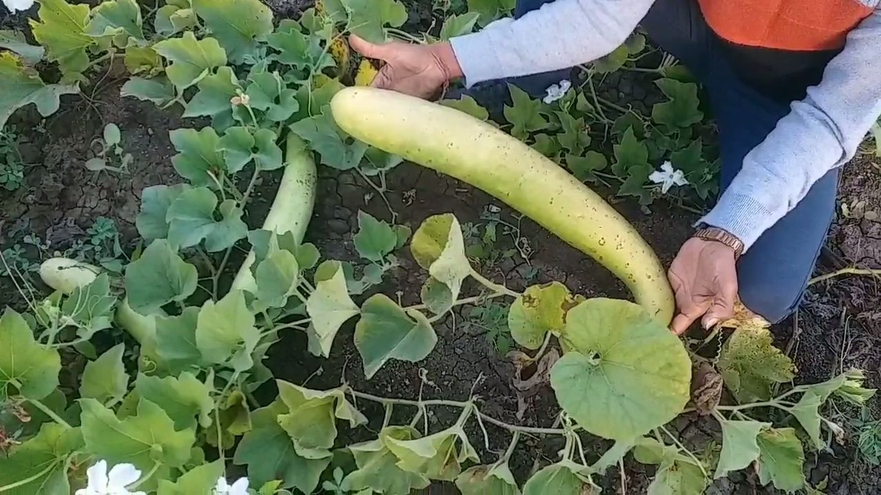 વિવિધ જાતની દૂધીનું વાવેતર