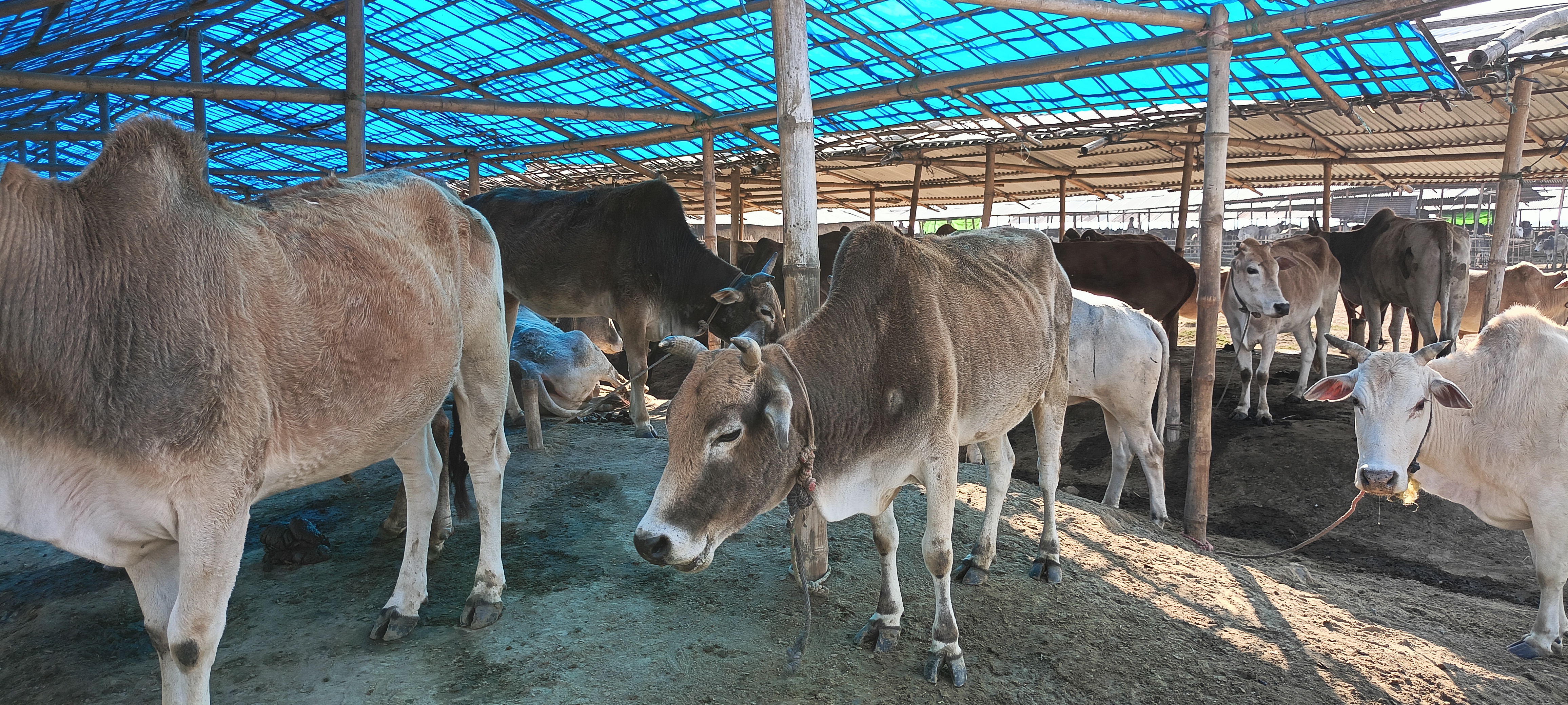a story of  a cattle farmer who have more than five hundred cattle in dhemaji