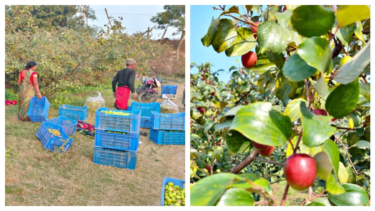 Nalanda Farmer Amesh Vishal Quits Engineering To Build Rs 6 Lakh Exotic Plum Farming Business Nalanda Farmer Amesh Vishal Quits Engineering to Build Rs 6 Lakh Exotic Plum Farming Business