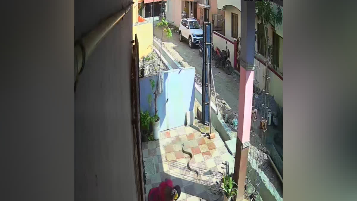 பாம்புகடியில் இருந்து நொடிப் பொழுதில் உயிர் தப்பிய பெண் - வைரலாகும் சிசிடிவி காட்சி