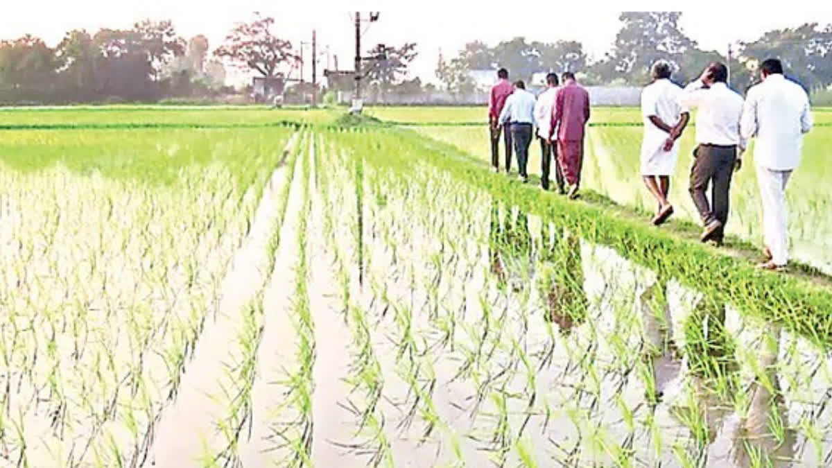 Champion Farmers Nellore