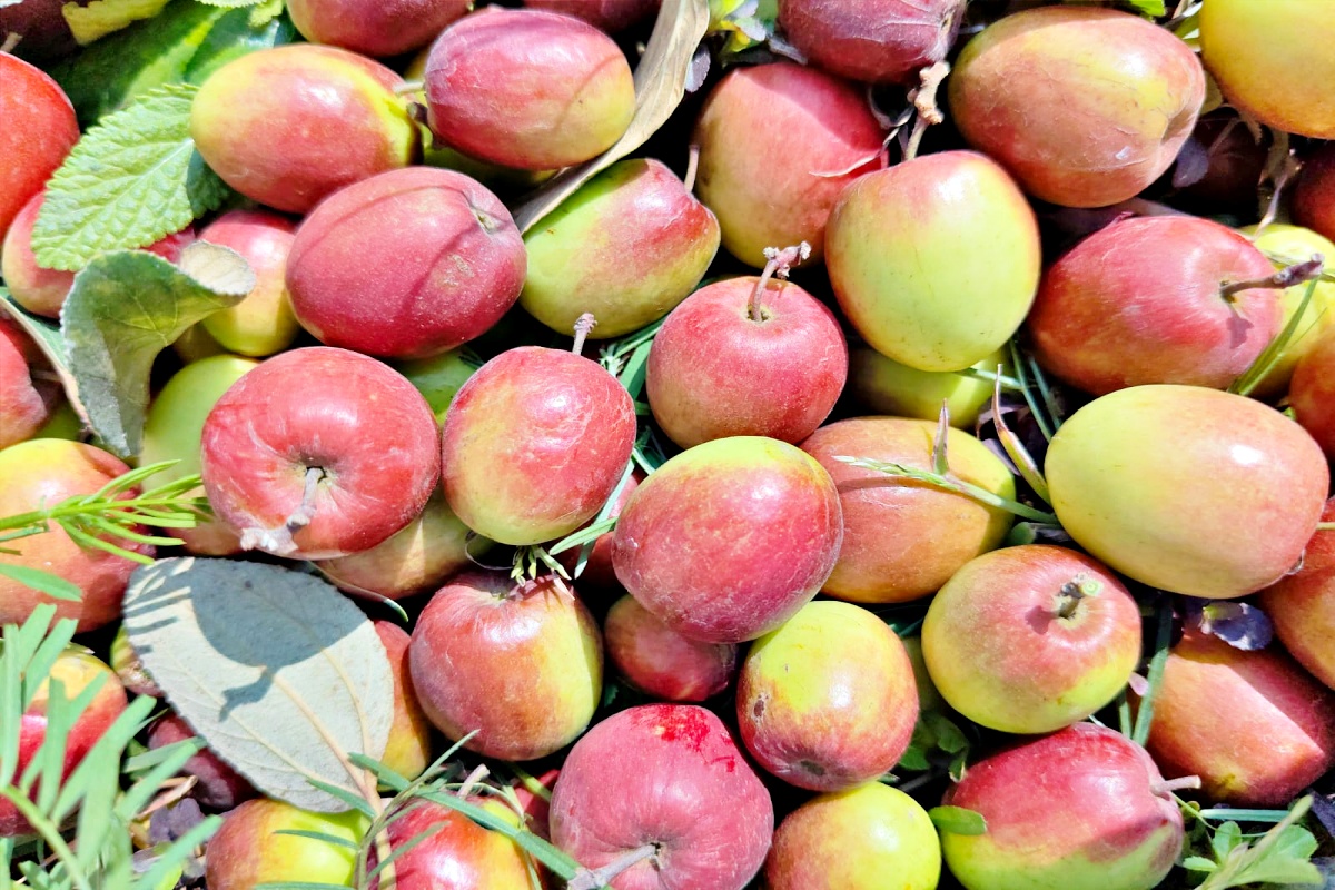 Nalanda Farmer Amesh Vishal Quits Engineering to Build Rs 6 Lakh Exotic Plum Farming Business