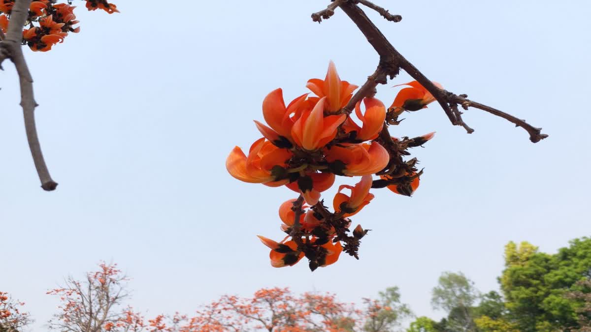 PALASH TREE FLAME OF THE FOREST