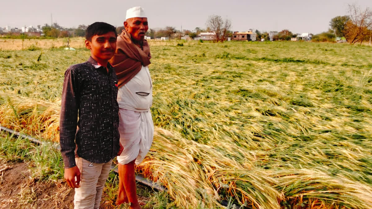अवकाळी पाऊस, गारपिटीने परळी, अंबाजोगाई, केज, बीड, पाटोदा तालुक्यांत पिकांचं नुकसान Crop damage due to unseasonal rains and hail
