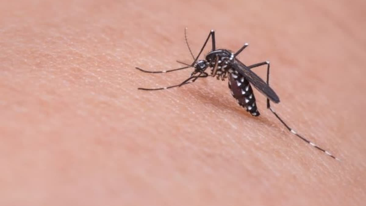 MOSQUITOES REPELLENT PLANTS