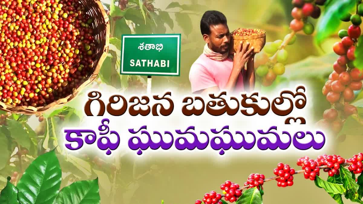 Coffee Cultivation in Parvathipuram Manyam District