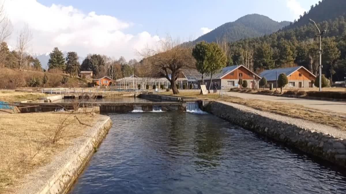 موسمی تبدیلیوں کے منفی اثرات سے آبی حیات متاثر، تاہم کوکرناگ ٹراؤٹ فارم تاحال محفوظ