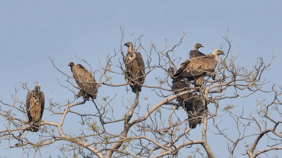 MORENA VULTURE CENSUS