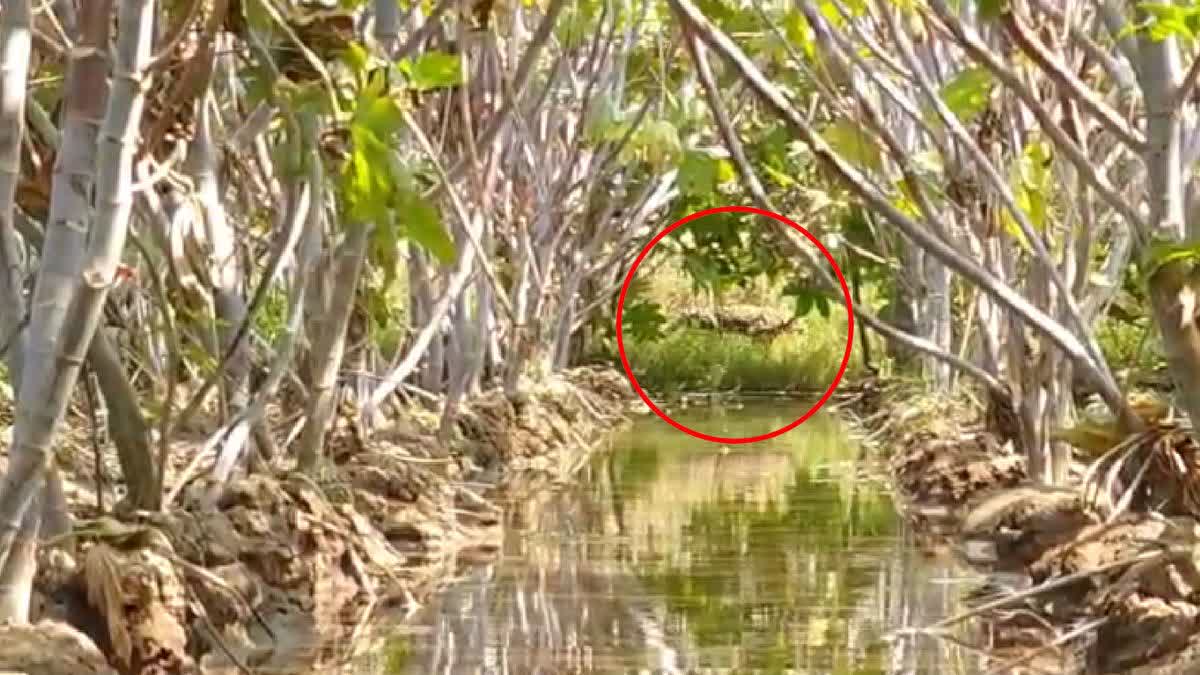 મહેસાણા: પુનાસણ ગામના ખેતરમાં દીપડો દેખાતા ફફડાટ, વન વિભાગે એલર્ટ જાહેર કર્યું