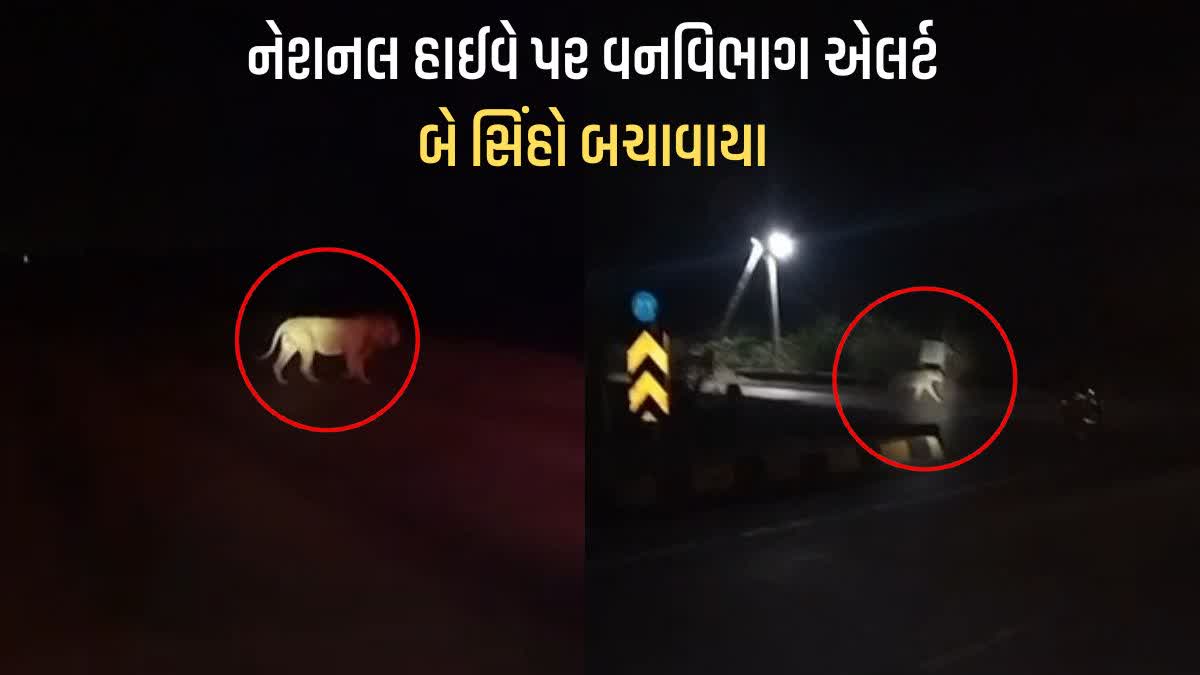 અમરેલી – સોમનાથ નેશનલ હાઈવે પર વનવિભાગ એલર્ટ, બે સિંહો બચાવાયા