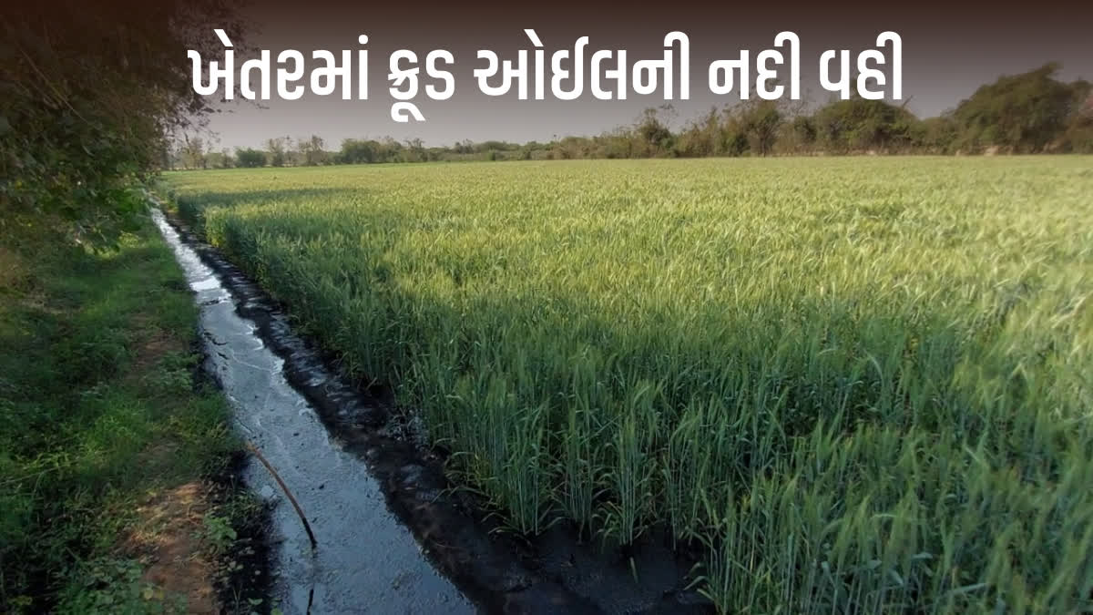 ખેતરમાં ક્રૂડ ઓઈલ લીકેજ