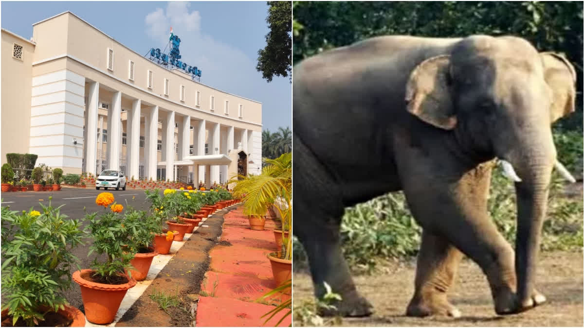 ELEPHANT DEATH ODISHA