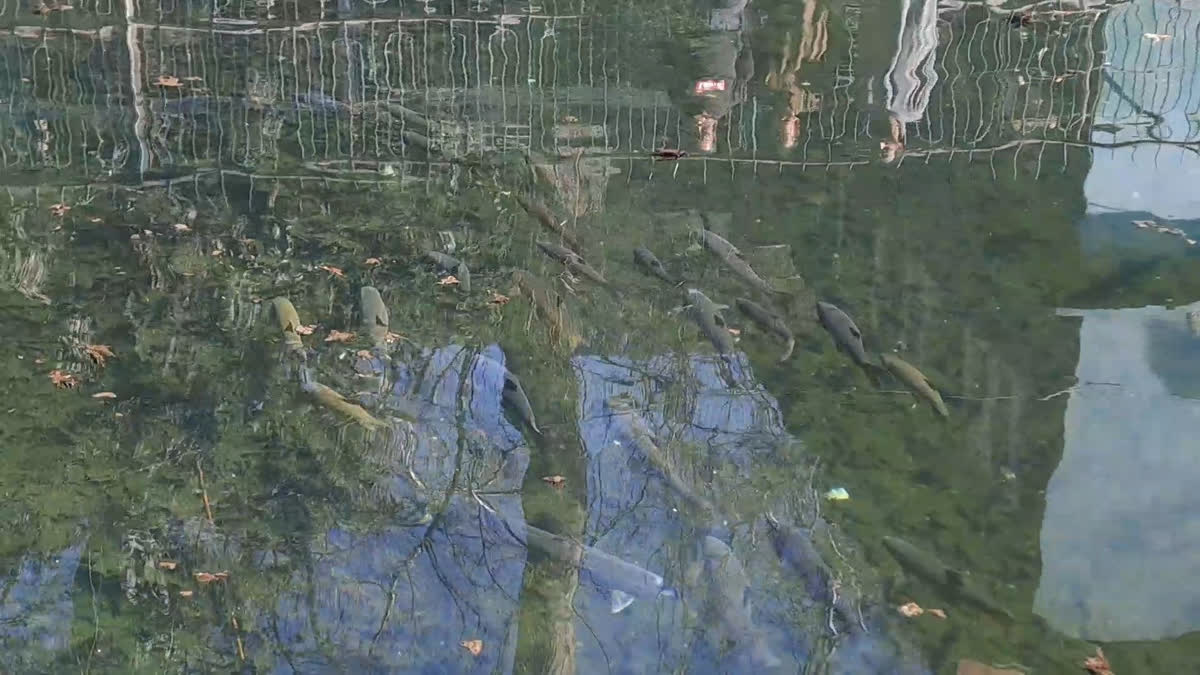 اننت ناگ کے تاریخی شیر باغ چشمے کی ابتر حالت پر عوامی تشویش، فوری صفائی اور بحالی کا مطالبہ اننت ناگ کے تاریخی شیر باغ چشمے کی ابتر حالت پر عوامی تشویش، فوری صفائی اور بحالی کا مطالبہ