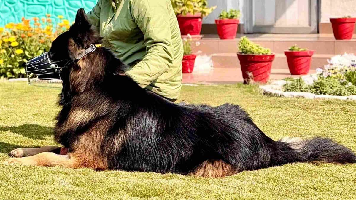 انڈین آرمی اسالٹ ڈاگ ٹائسن