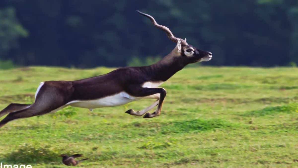 NARMADAPURAM BLACKBUCK HUNTING