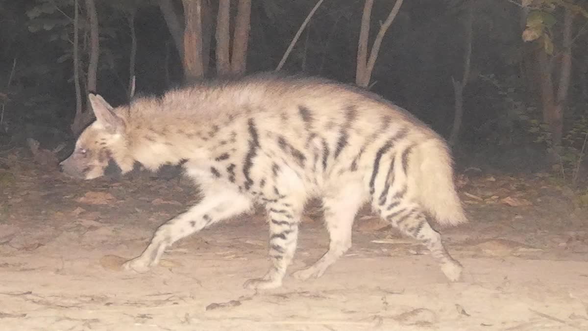 STRIPED HYENA IN CORBETT
