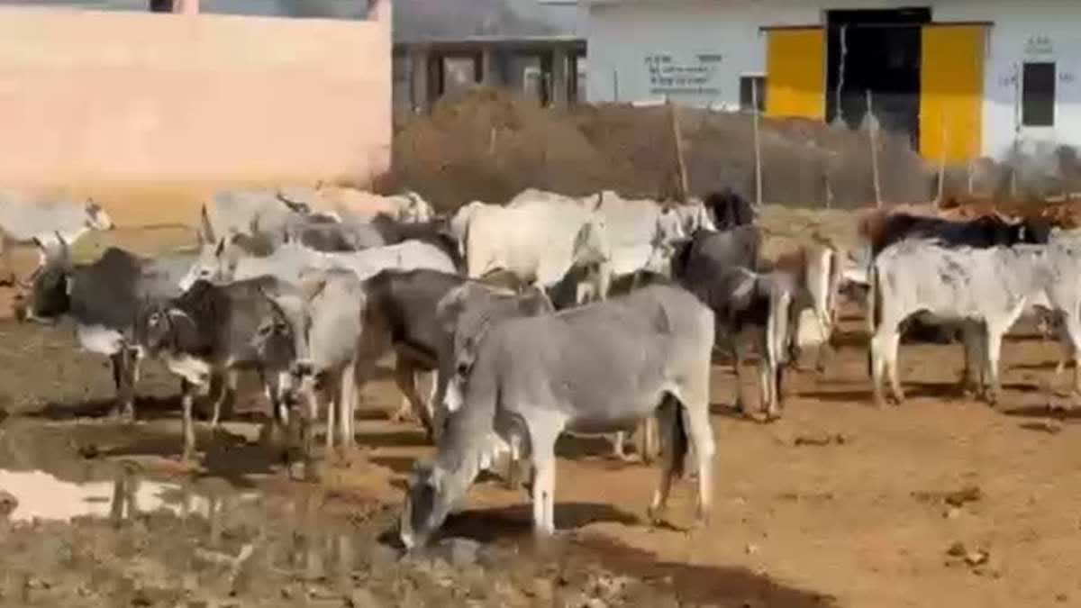 SHEOPUR GAUSHALA COW DEATH