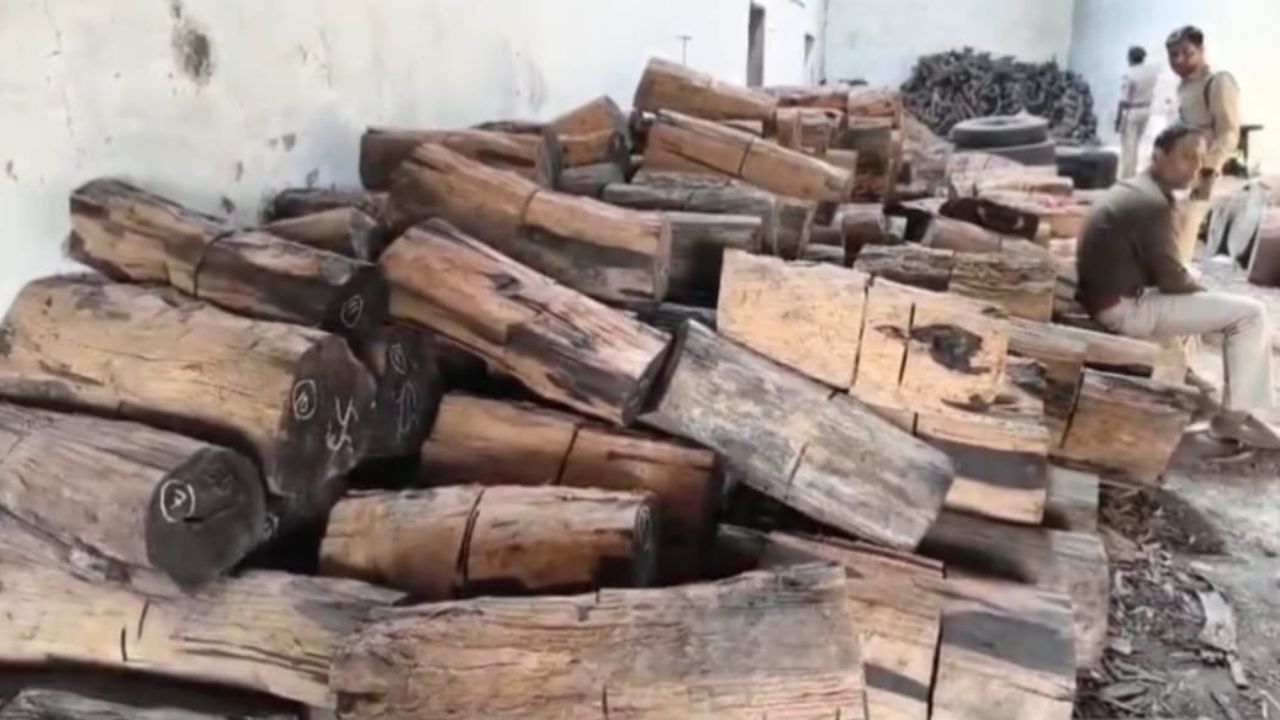 NATIONALISED TIMBER SMUGGLING GANG