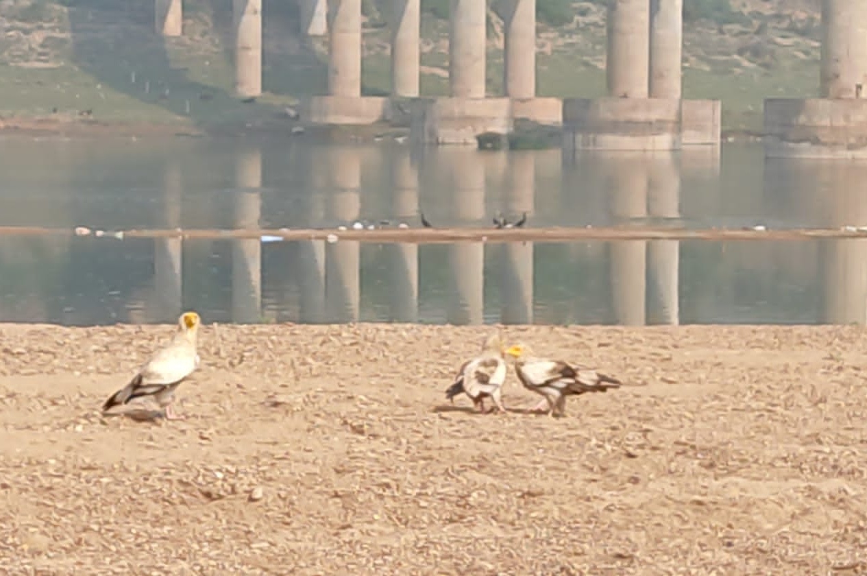 Morena Vulture census