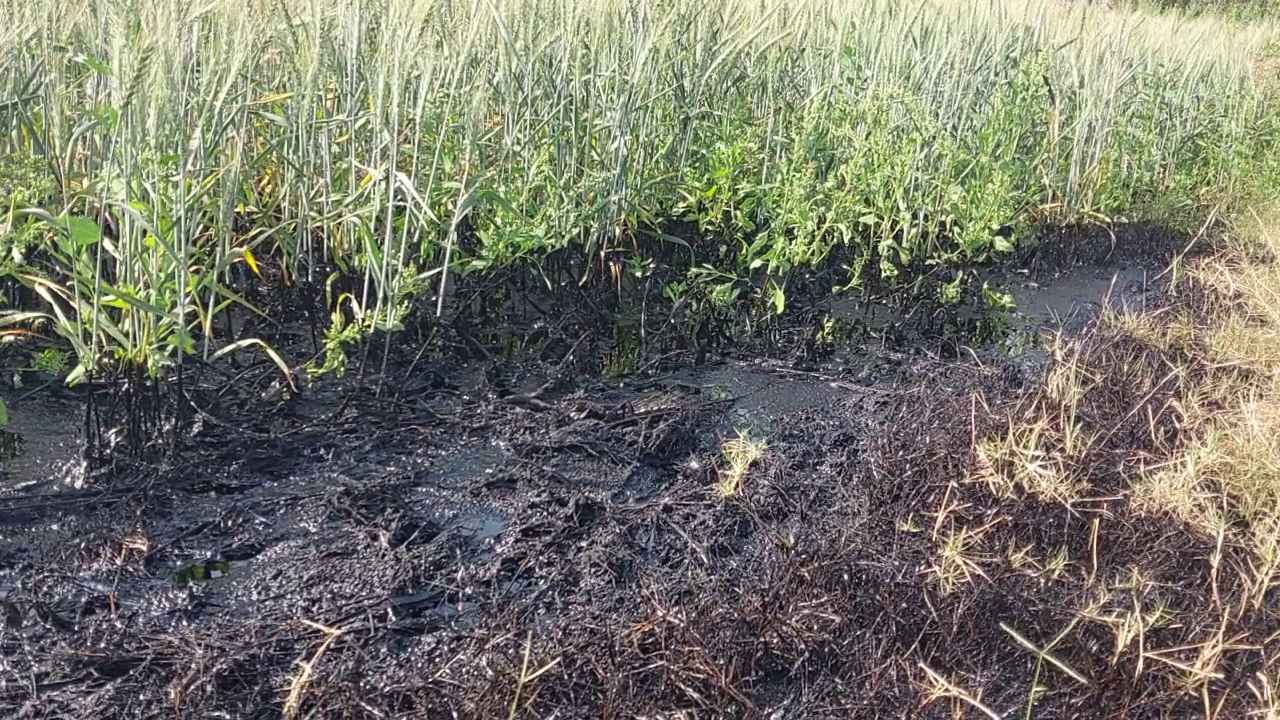 ખેતરમાં ક્રૂડ ઓઈલ લીકેજ