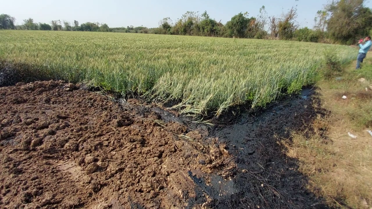 ખેતરમાં ક્રૂડ ઓઈલ લીકેજ