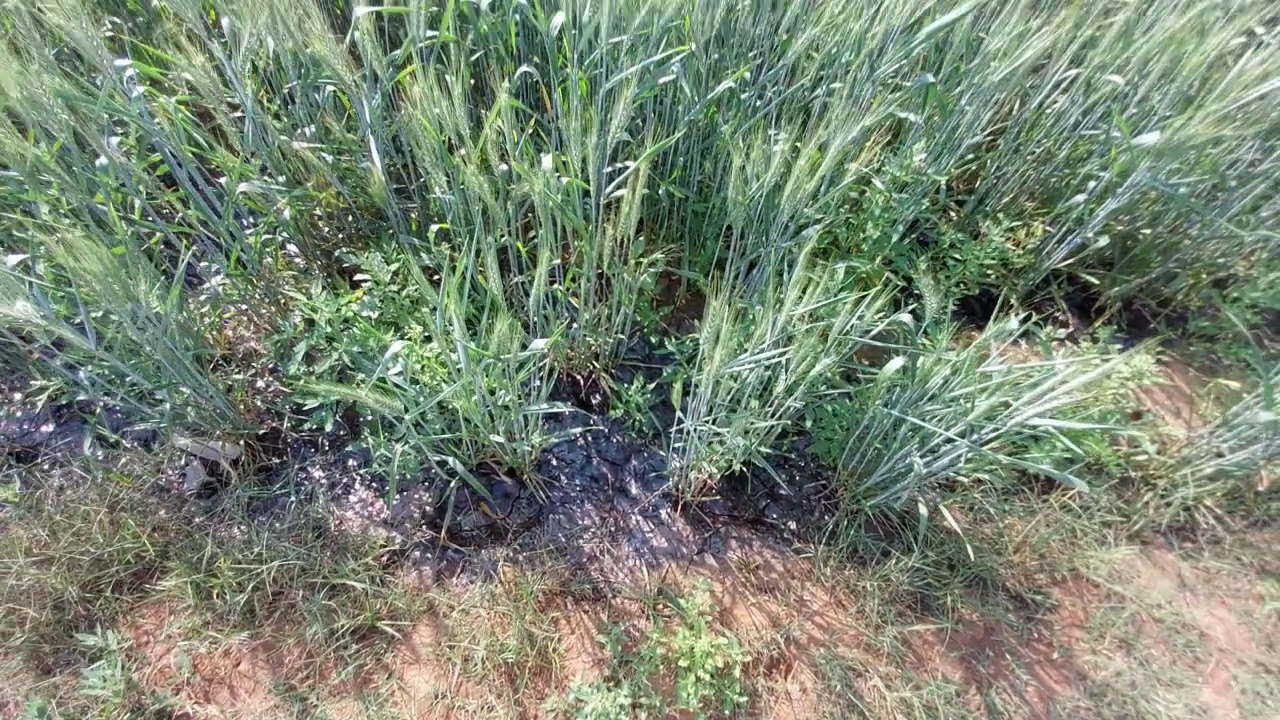 ખેતરમાં ક્રૂડ ઓઈલ લીકેજ