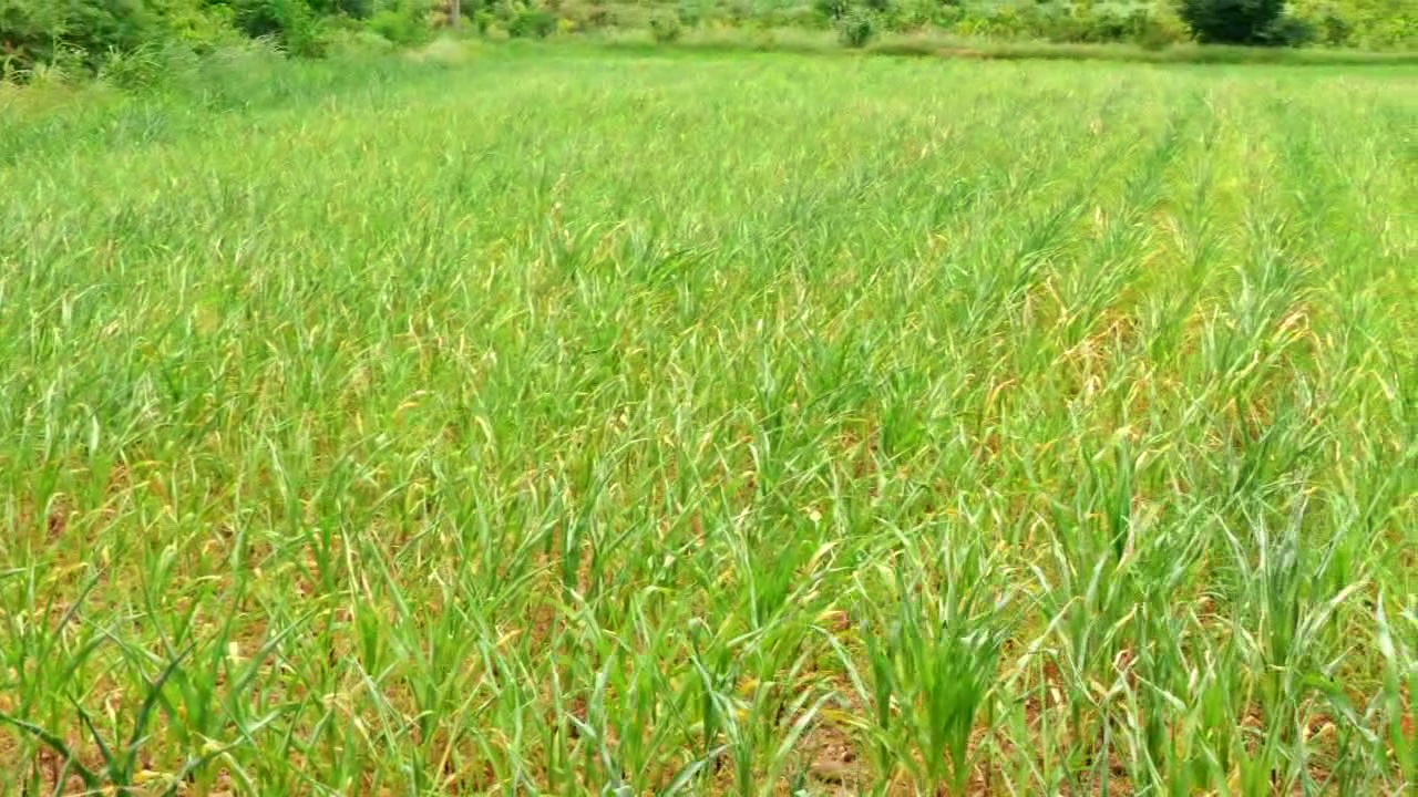 Farmers have grown crops