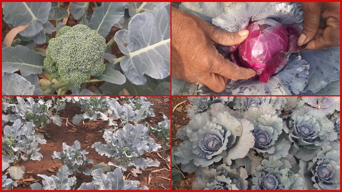 શાંતિભાઈ વેગડે સિડલેસ લીંબુ, બ્રોકલી અને જાંબલી કોબીનું સફળ વાવેતર કર્યુ