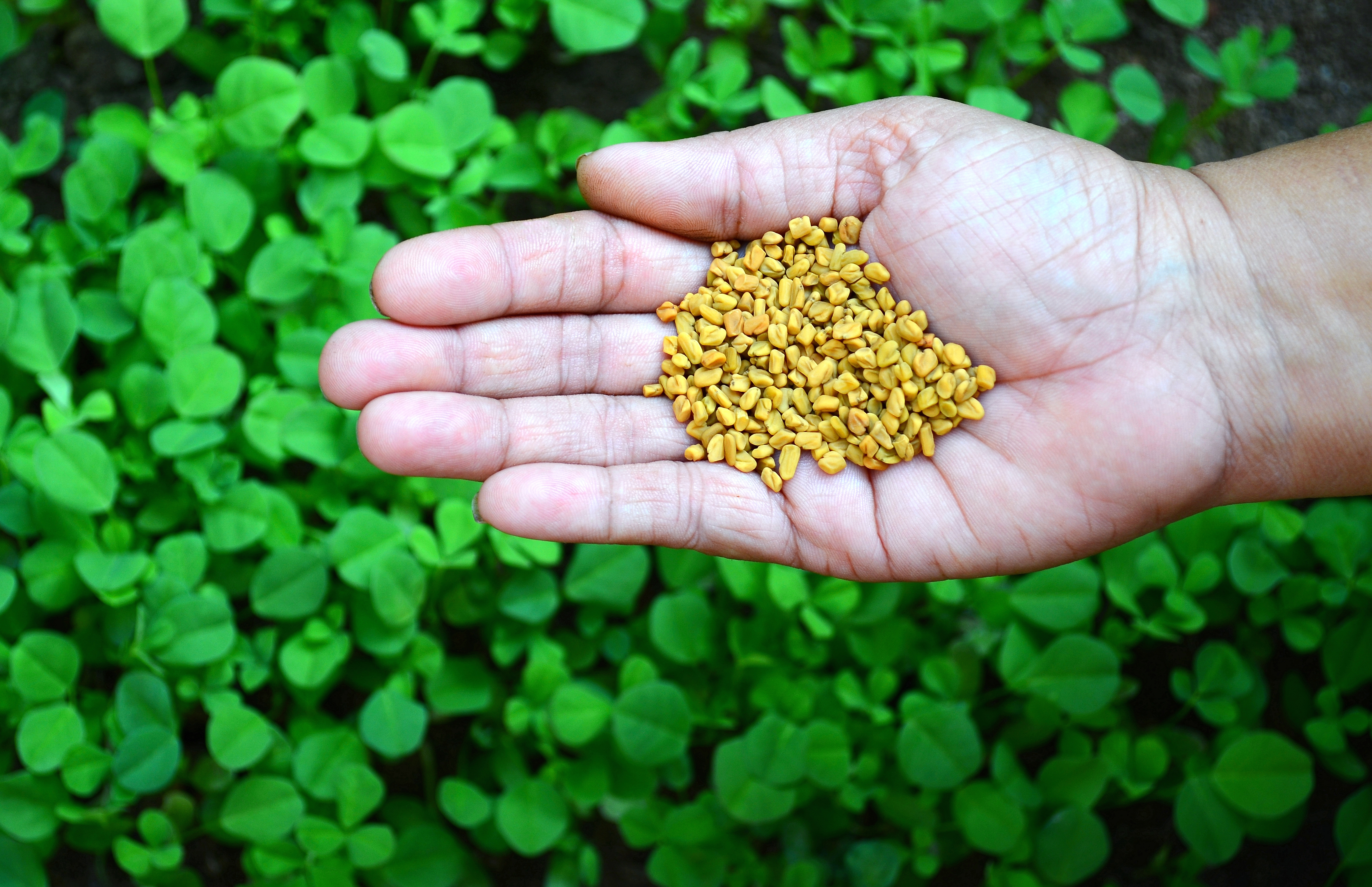 USES AND BENEFITS OF FENUGREEK  KASURI FENUGREEK  FENUGREEK SEEDS CONTROL DIABETES  SOAKED FENUGREEK BENEFIT