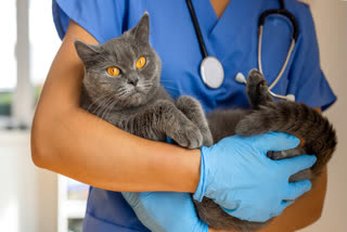 Vet holding a cat
