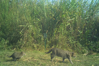 Assam's Kaziranga National Park Records 57 Elusive Fishing Cats