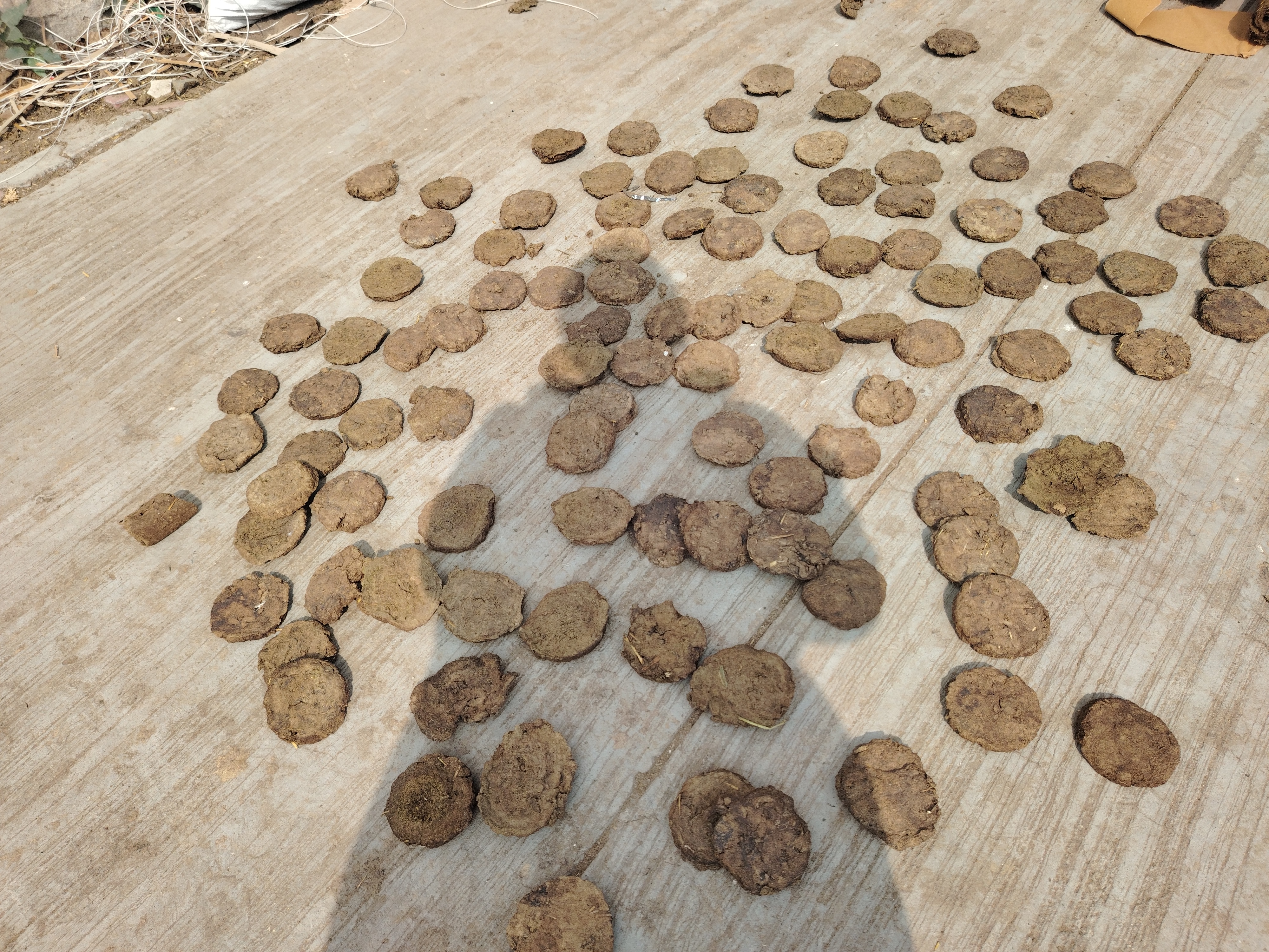 હોળી દહનમાં ઉપયોગ માટે ગાયના છાણમાંથી છાણા બનાવ્યા