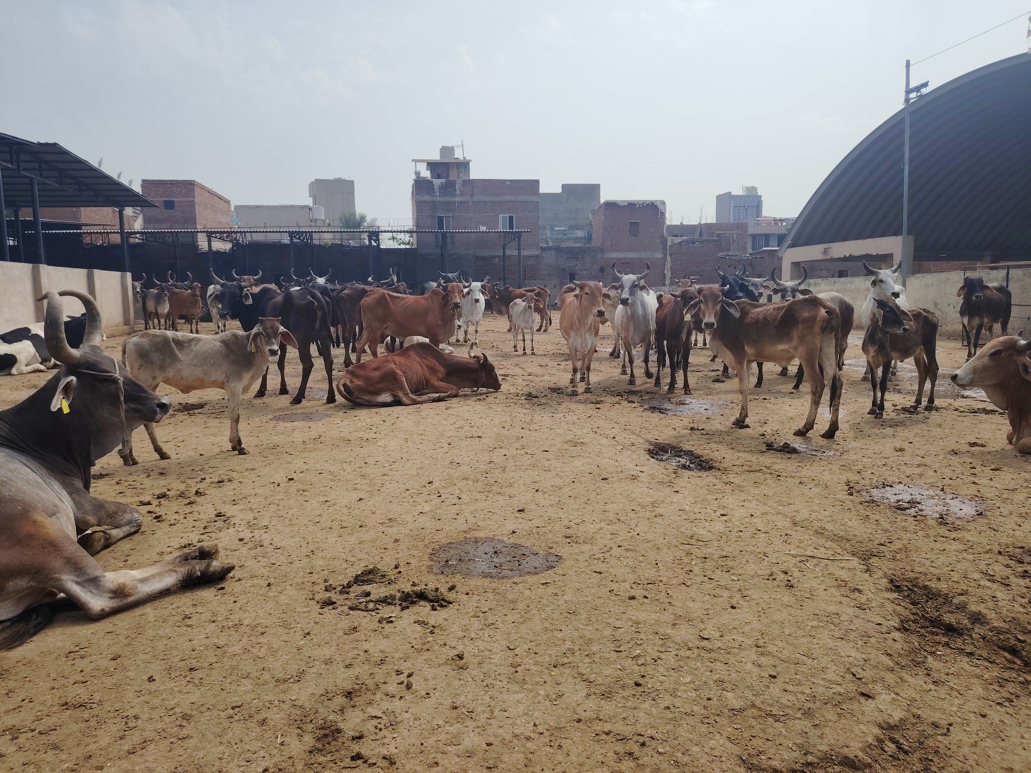 પાંજરાપોળમાં રાખેલા ઢોરથી રોજ 40 કિલો છાણ જનરેટ થાય છે